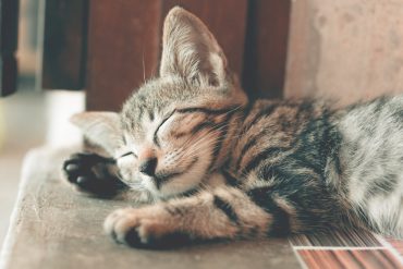 chat