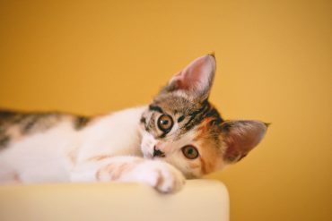 chat isabelle
