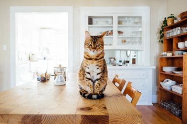 chat