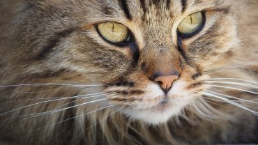 chat age