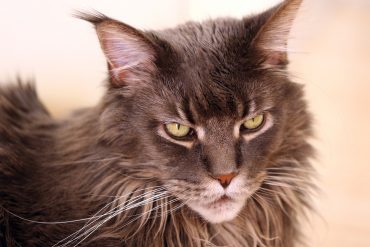 chat maine coon