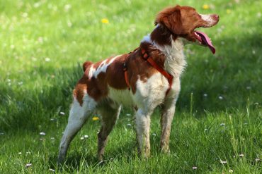 chien chasse