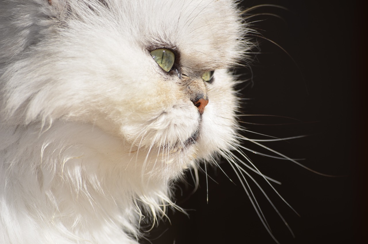 Epiphora Chez Le Chat Causes Symptomes Et Traitement Lmda