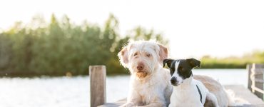 comment choisir meilleure mutuelle chien