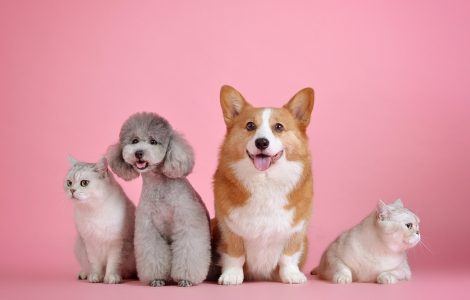 guide complet assurance animaux