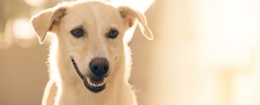 tarif mutuelle chien