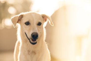 tarif mutuelle chien