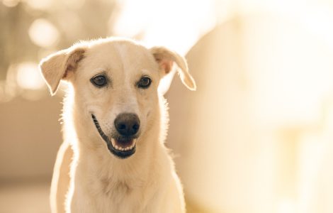 tarif mutuelle chien