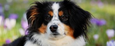 garanties exclusions contrats mutuelle chien