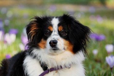 garanties exclusions contrats mutuelle chien