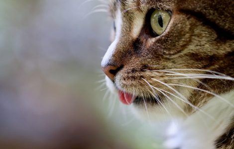 mutuelle chat avantageux