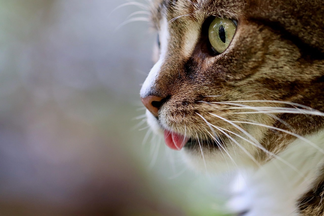 mutuelle chat avantageux