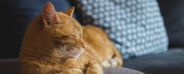 rentable prendre mutuelle chat