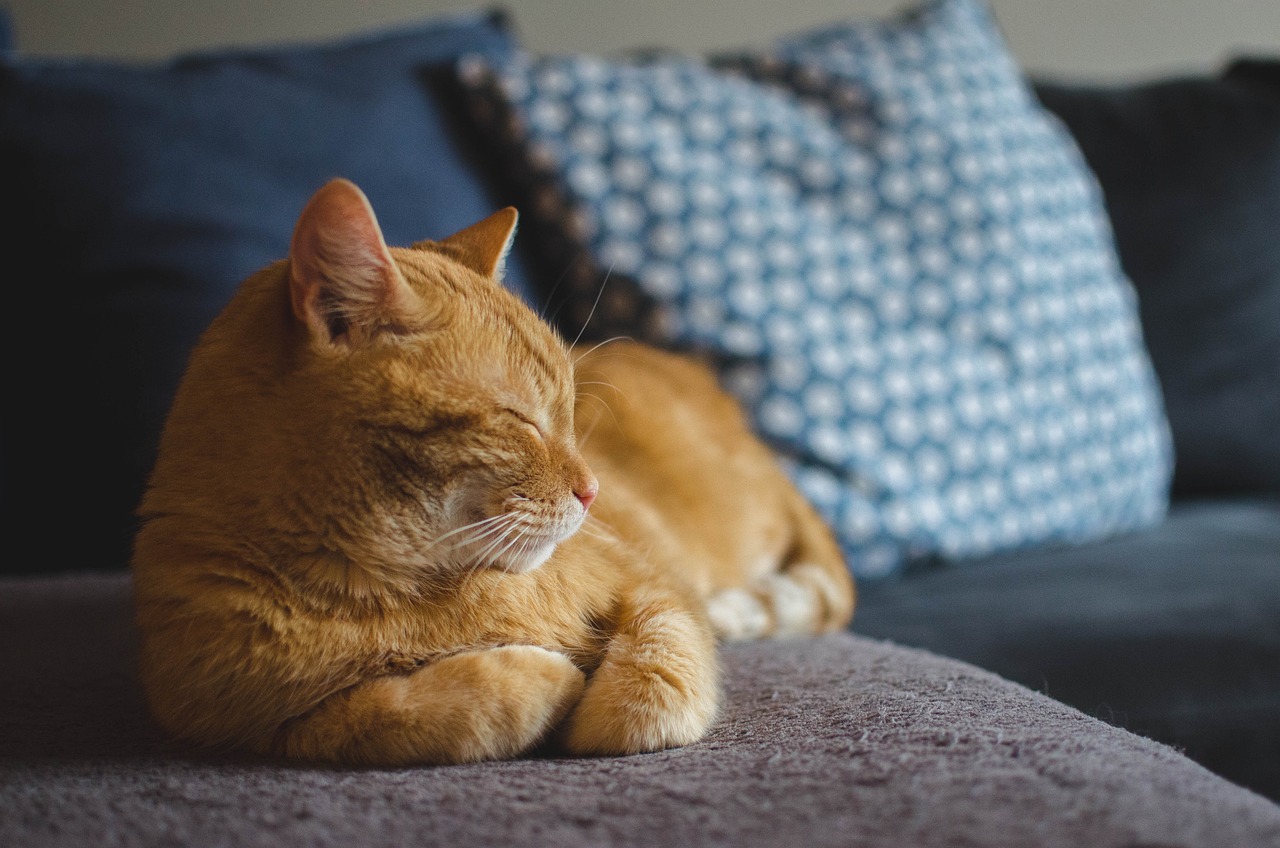 rentable prendre mutuelle chat