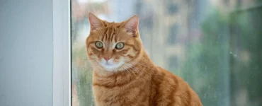 chaton adulte senior formule mutuelle choisir age profil felin