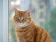 chaton adulte senior formule mutuelle choisir age profil felin